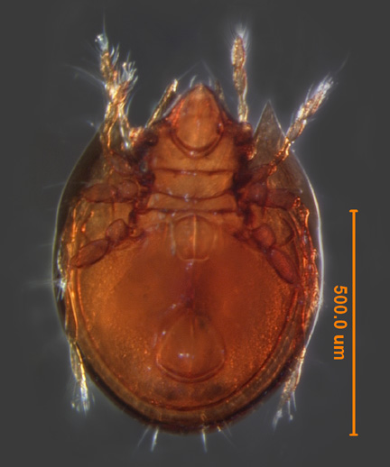 Photo of BB4 (ventral)