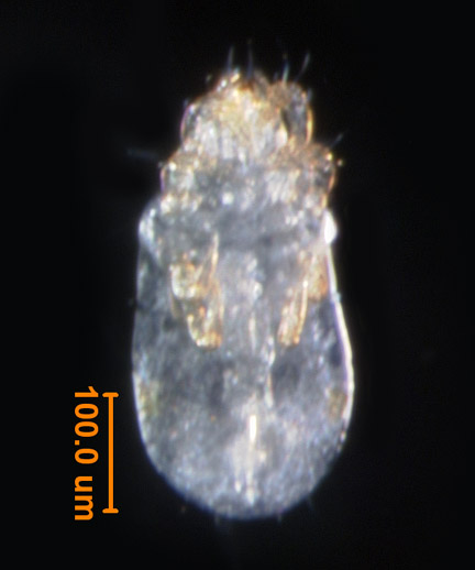 Photo of BB5 (ventral)