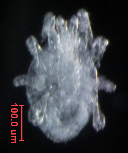 Photo of BB6 (ventral)