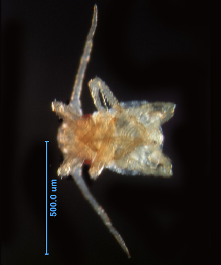 Photo of BC1 (ventral)