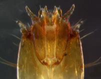Photo of BD4 (ventral mouthparts detail)