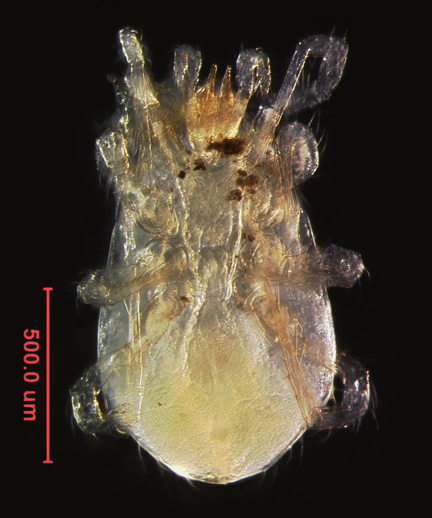 Photo of BF2 (ventral)