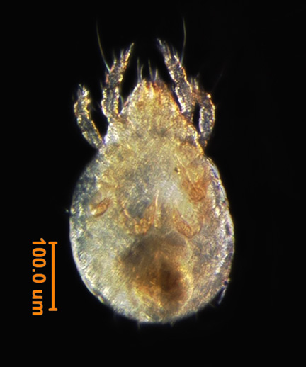 Photo of BF5 (ventral)