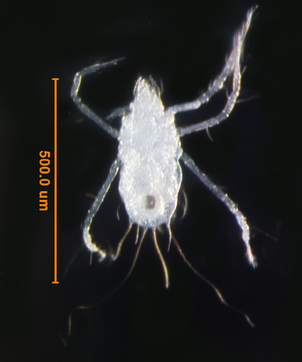 Photo of BF (ventral)