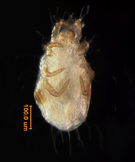 Photo of BH2 (ventral)