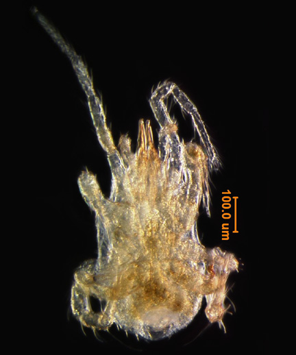 Photo of BH3 (ventral)