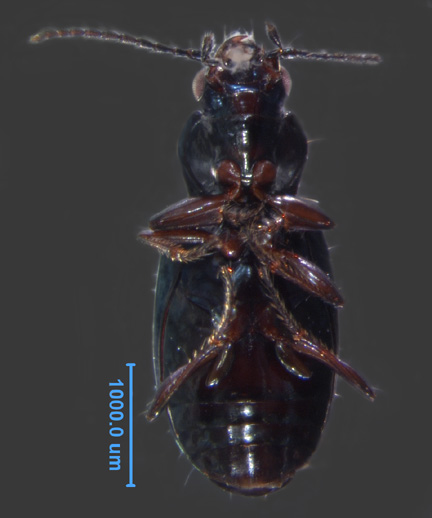 Photo of BN (ventral)