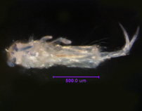 Photo of BS (ventral)