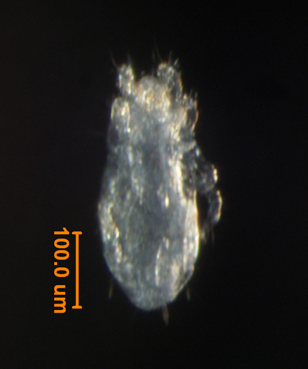 Photo of BX (ventral)