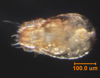 Photo of B (ventral)