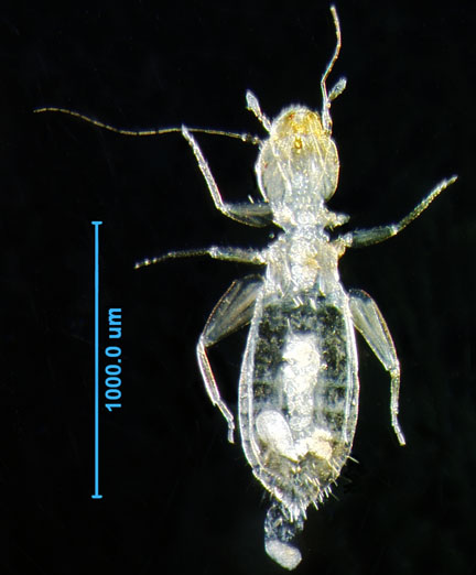 Photo of C1 (ventral)