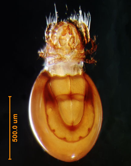Photo of C5 (ventral)