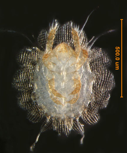 Photo of C6 (ventral)