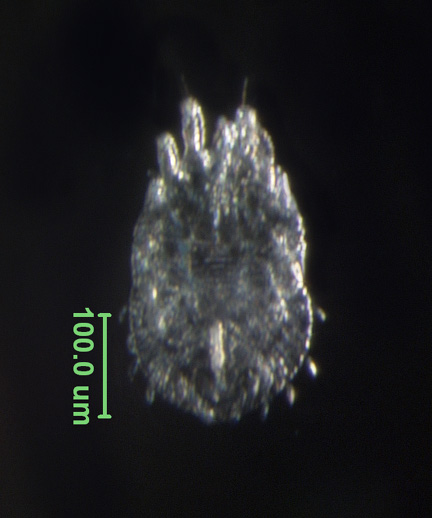 Photo of CC (ventral)