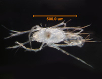Photo of CF (ventral)