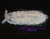 Photo of CG (ventral)