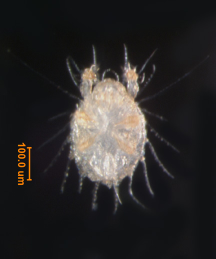 Photo of CH (ventral)