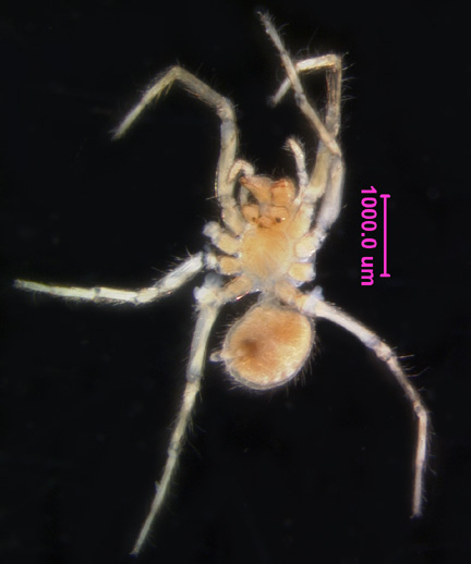 Photo of CK (ventral)