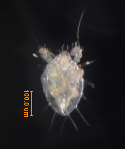 Photo of CN (ventral)