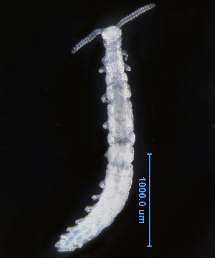 Photo of CR (ventral)