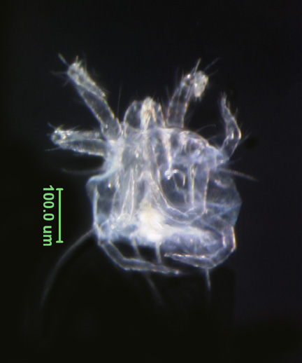 Photo of CT (ventral)
