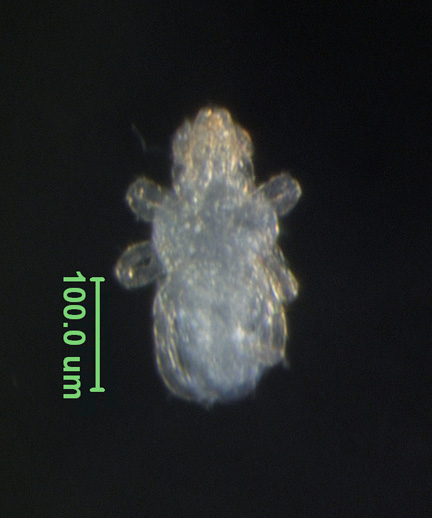 Photo of CY (ventral)