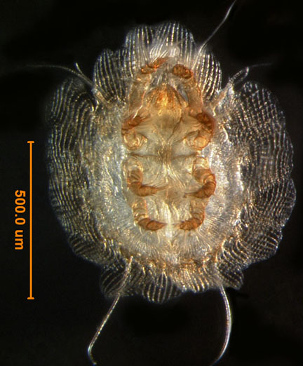 Photo of D2 (ventral)