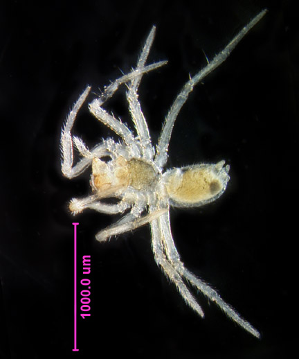 Photo of D5 (ventral)