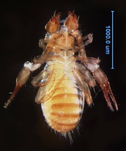 Photo of DO (ventral)
