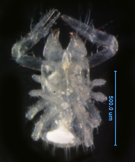 Photo of DP (ventral)