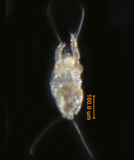 Photo of DT (ventral)