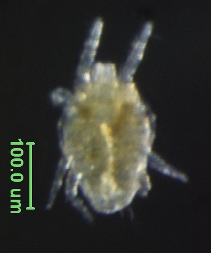 Photo of DW (ventral)