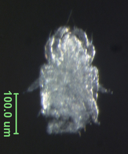 Photo of DZ (ventral)