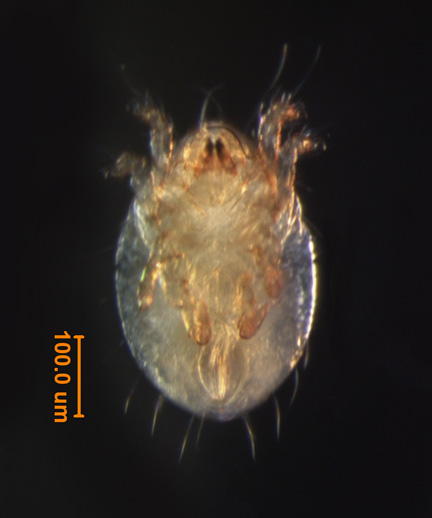 Photo of EE (ventral)