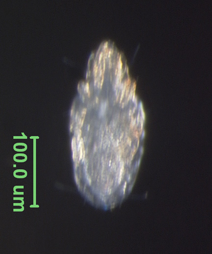 Photo of EO (ventral)