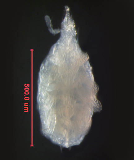 Photo of EW (ventral)