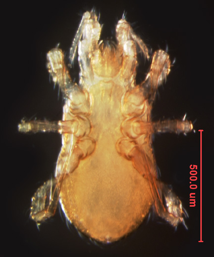 Photo of F5 (ventral)