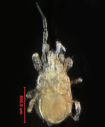 Photo of F6 (ventral)