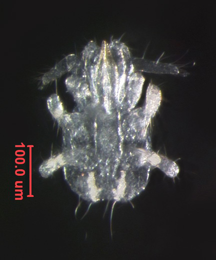 Photo of FE (ventral)