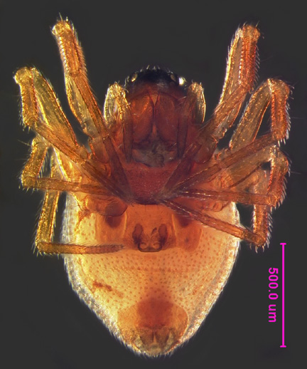Photo of FG (ventral)