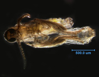 Photo of FI (ventral)