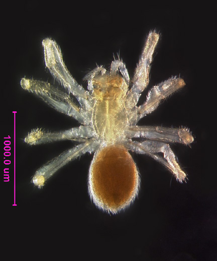Photo of FK (ventral)