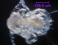 Photo of H4 (ventral)