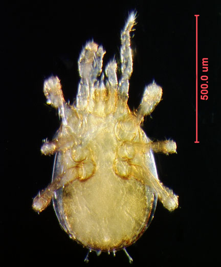 Photo of H5 (ventral)