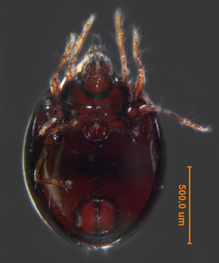 Photo of I1 (ventral)