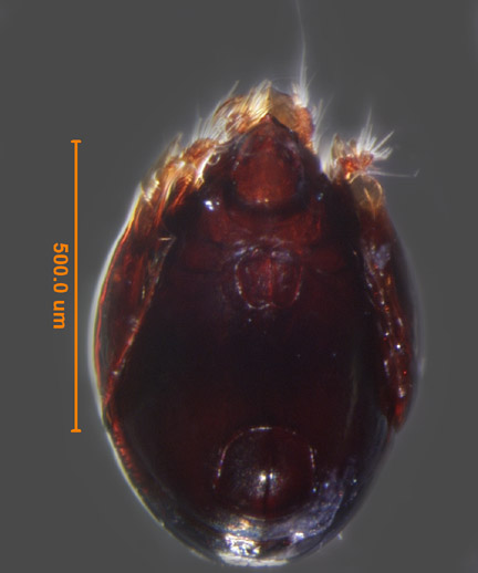 Photo of I2a (ventral)