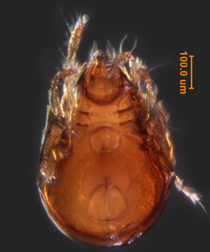Photo of I2b (ventral)