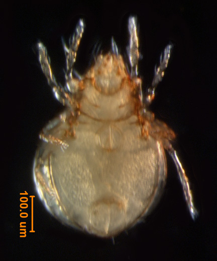 Photo of I4b (ventral)