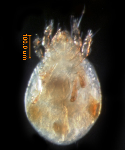Photo of I5 (ventral)