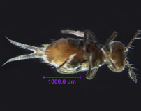 Photo of K1 (ventral)